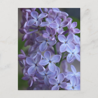 Blütenbaum Lilas Postkarte