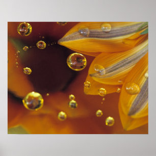 Blütenblätter auf reflektierender Mylar-Oberfläche Poster