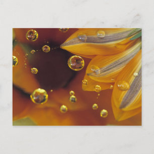Blütenblätter auf reflektierender Mylar-Oberfläche Postkarte