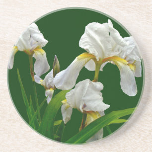 Blütenblüten aus weißer Bartblüte Getränkeuntersetzer