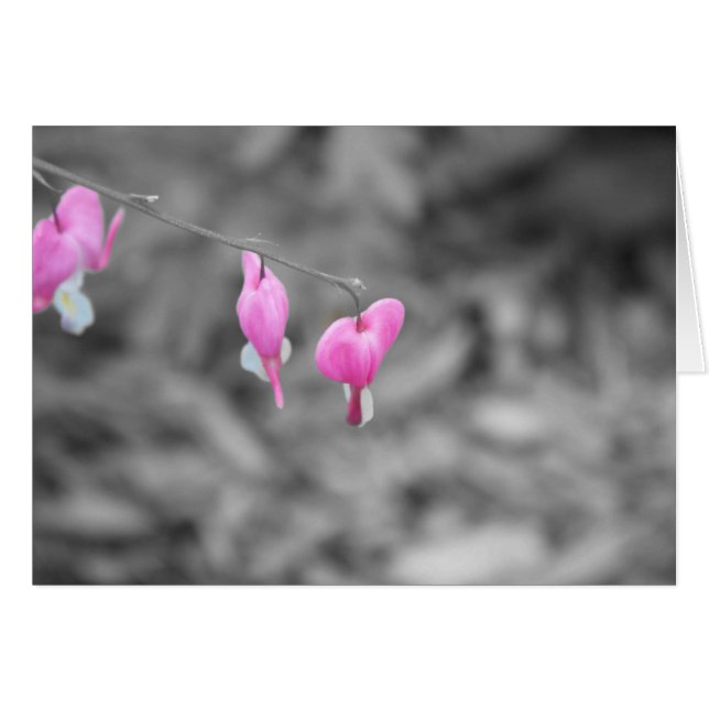 Blutende Herzen Door County (Vorderseite (Horizontal))