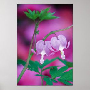Blutende Herzen verbinden sich im Garten. Bildnach Poster