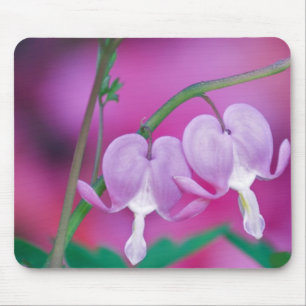 Blutende Herzen verbinden sich im Garten. Credit Mousepad