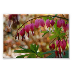 Blutendes Herz 6 x photographischer Druck 4