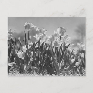 Blütenfalte Postkarte