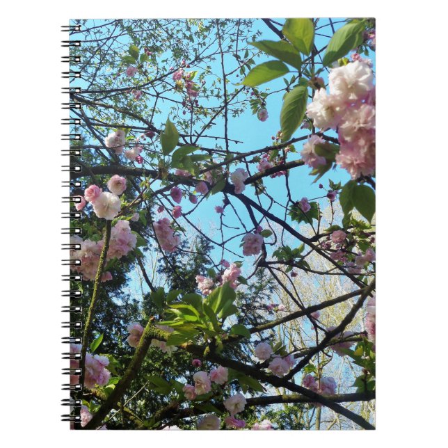 Blütenkirsche, Blütenpracht, Natur, rosa Blume Notizblock (Vorderseite)