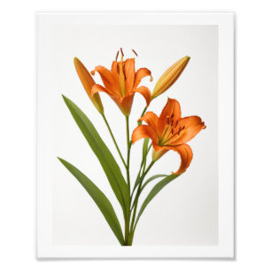 Blütenorange Lilie auf weißem Hintergrund Poster