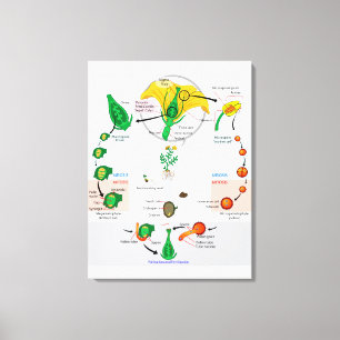 Blütenpflanze Angiospermen Lebenszyklus Diagramm C Leinwanddruck