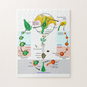 Blütenpflanze Angiospermen Lebenszyklus Diagramm C Puzzle