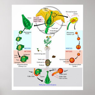 Blütenpflanze Angiospermen Lebenszyklus Diagramm P Poster