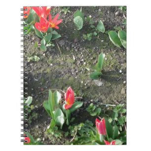 Blütenpracht im Park Notizblock