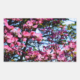 Blütenrosa Dogwood Rechteckiger Aufkleber