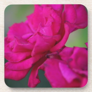 Blütenrosa Rose Getränkeuntersetzer
