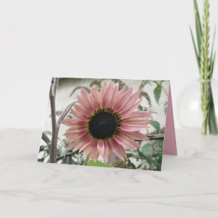 Blütenrosa Sonnenblumen erwachen bald zu einer eig Karte