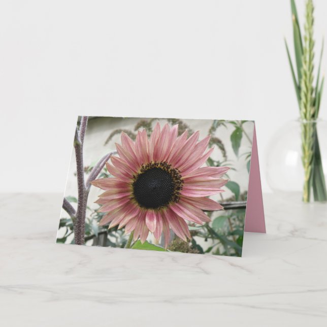Blütenrosa Sonnenblumen erwachen bald zu einer eig Karte (Vorderseite)