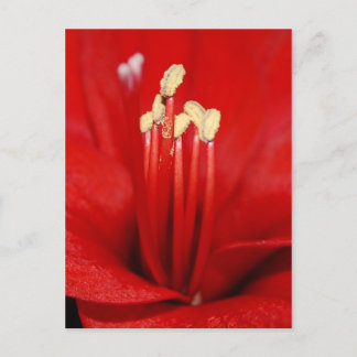 Blütenstaub Postkarte