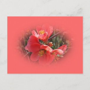 Blütenstille Postkarte