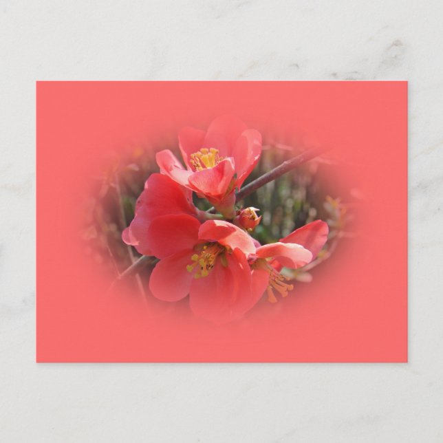 Blütenstille Postkarte (Vorderseite)