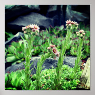 Blütensukkuline Poster