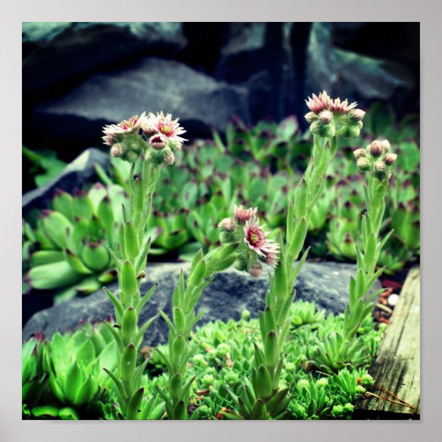 Blütensukkuline Poster (Vorne)