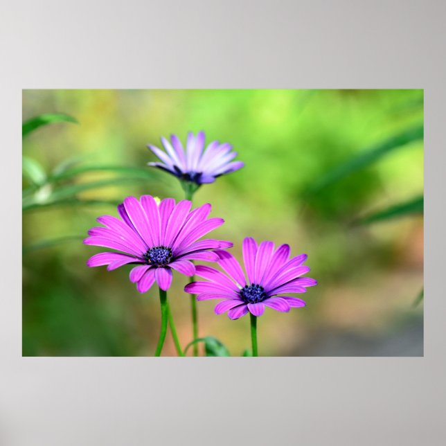 Blütentraum Poster (Vorne)