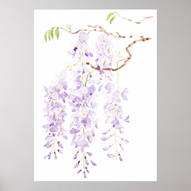 Blütenwisteria Poster (Vorne)