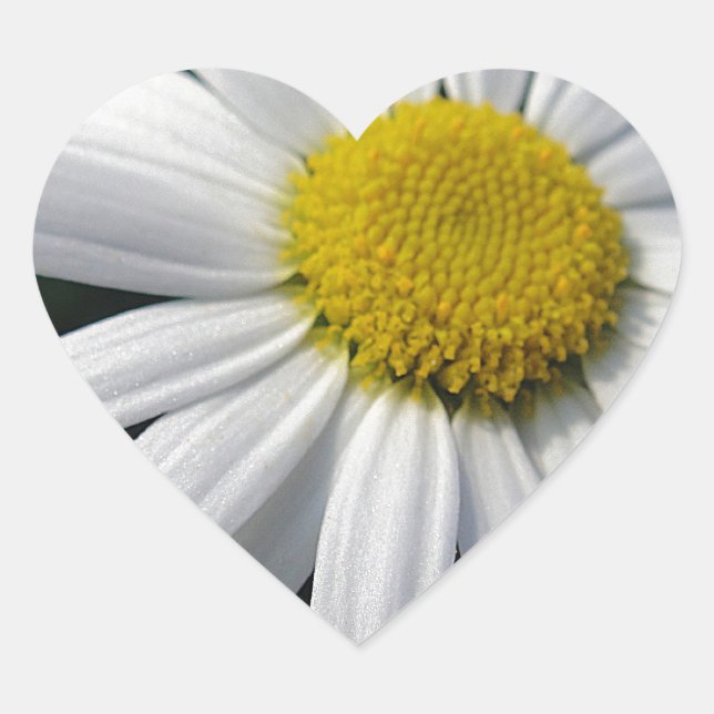 Blütenzentrum weisse Margerite Herz-Aufkleber (Vorderseite)