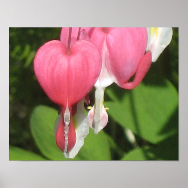 Blutergüsse Herzkloster - Wertepapier Poster (Vorne)