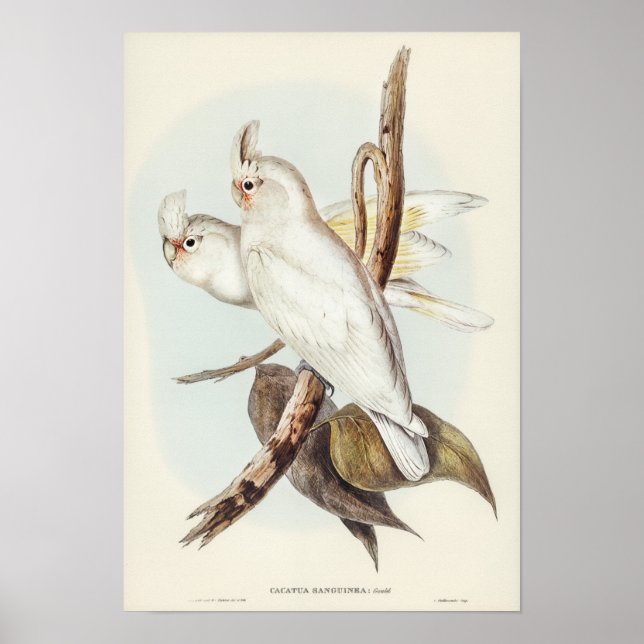 Blutfarbenes Cockatoo von Elizabeth Gould Poster (Vorne)
