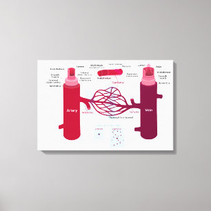 Blutgefäßdiagramm Arterien Venen Kapillaren Leinwanddruck