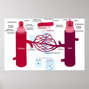 Blutgefäßdiagramm Arterien Venen Kapillaren Poster