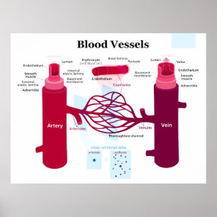 Blutgefäße Arterien Kapillaren Venen Diagramm Poster