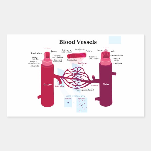 Blutgefäße Arterien Kapillaren Venen Diagramm Rechteckiger Aufkleber (Vorderseite)