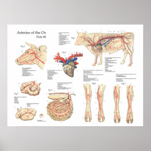 Blutgefäße der Rinde Anatomie Poster