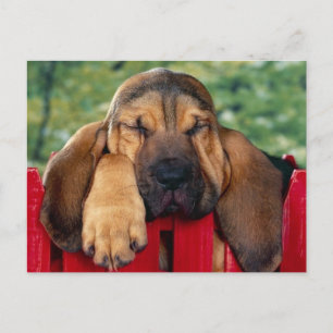 BlutHound Postkarte