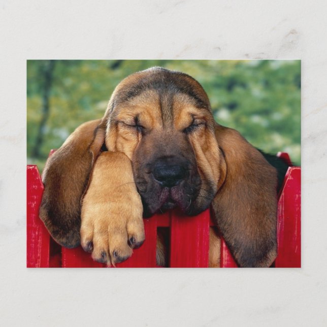 BlutHound Postkarte (Vorderseite)