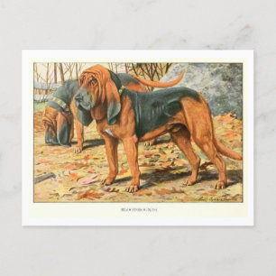 Bluthund-Hunde Postkarte