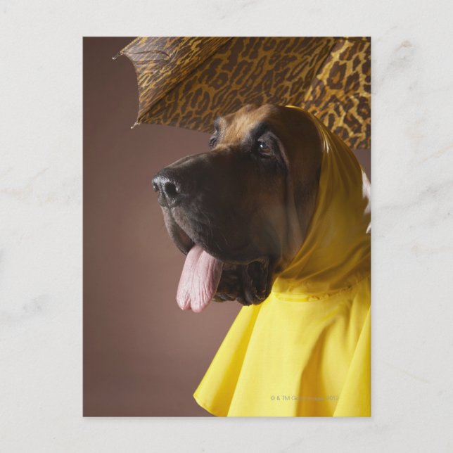 Bluthund. Postkarte (Vorderseite)