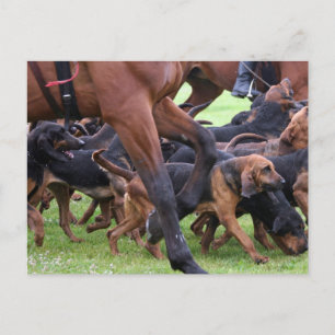 Bluthunde Postkarte