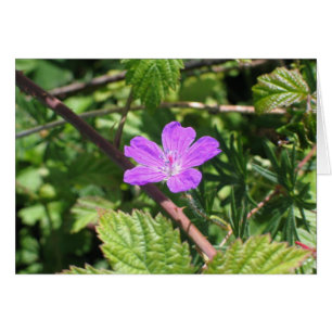 Blutiges Cranesbill, Aran Inseln, Irland