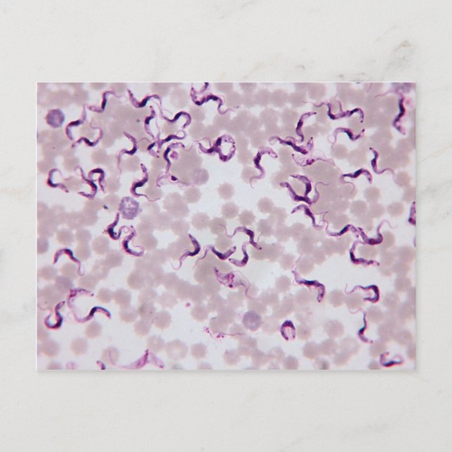 Blutparasit Trypanosoma Postkarte (Vorderseite)