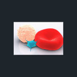 Blutplättchen, rote und weiße Blutkörperchen Leinwanddruck<br><div class="desc">Konzeptuelles Bild von Thrombozyten,  roten Blutkörperchen und weißen Blutkörperchen.</div>