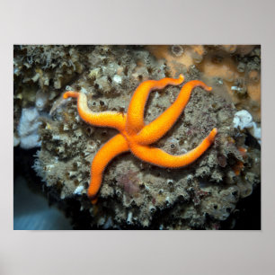 Blutstern (Henricia leviuscula) Poster