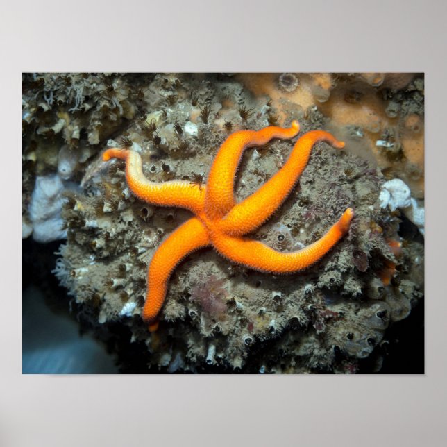 Blutstern (Henricia leviuscula) Poster (Vorne)