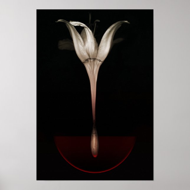 Blutung Lilie 2013 Poster (Vorne)