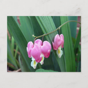 Blutungen Herz Postkarte