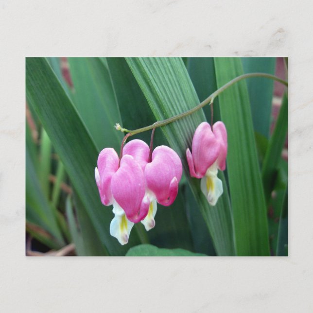 Blutungen Herz Postkarte (Vorderseite)