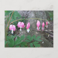 Blutungen Herzen Postkarte