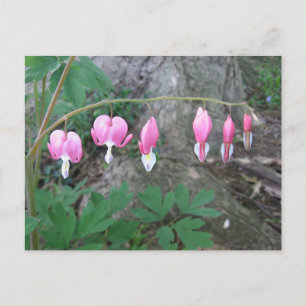 Blutungen Herzen Postkarte