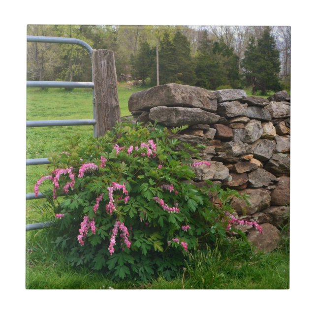 Blutungen Herzkranz Fliese (Vorderseite)